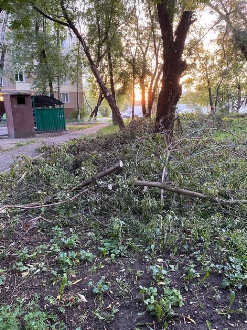 Почему у нас в городе массово пилятся не аварийные деревья? 
Шикарная Ива украшала улицу, теперь осталась с..