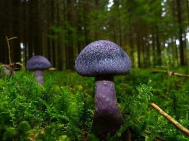 🍄 В лесах Московской области грибники нашли редкий гриб паутинник фиолетовый, который занесен в Красную..