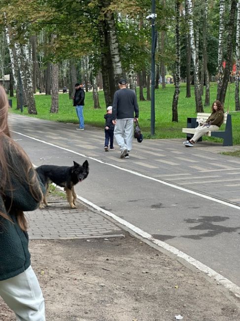 В парке Пехорка сейчас бегает собака с ошейником коричневым с какими то рисунками,  не подходит-боится и..