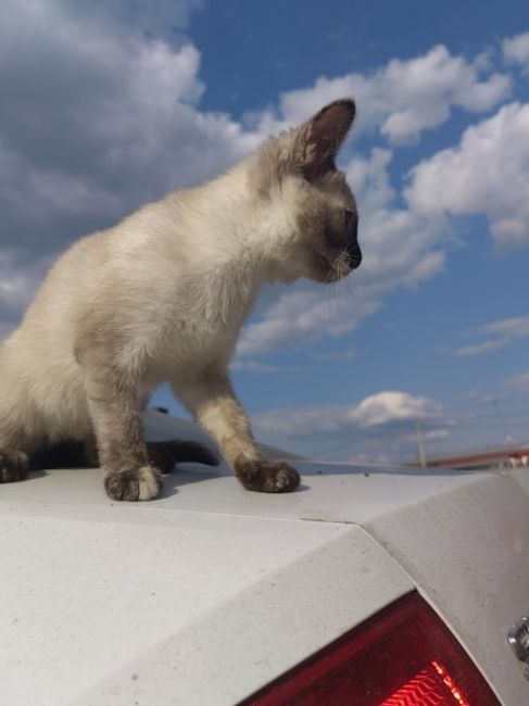 Сегодня международный день кошек. Скидываем фоточки своих любимцев и не забываем побаловать их..