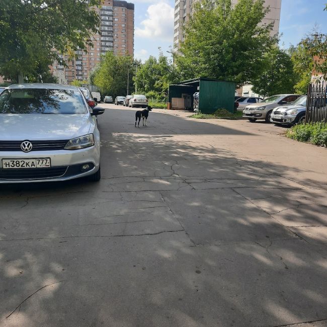 Может потерялась, бегает одна... На молодежной. В 11:10 была около дома..