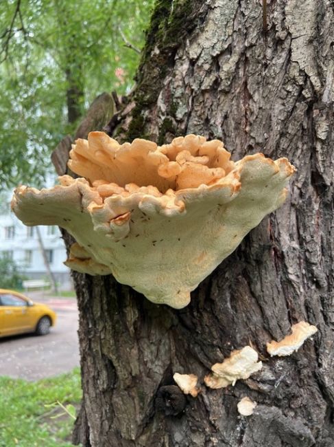 ЧТО ЗА ГРИБОЧЕК? 🍄 
📸 Амина
Я сегодня гуляла с собачкой и заметила вот такой грибочек на дереве. Я его..