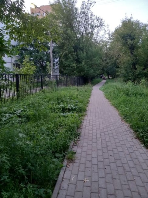 ЧЕРЕЗ ТЕРНИИИ К ЗНАНИЯМ 🌿
9 школа готова к приёму школьников, через заросли Сорняки по пояс, хотя-бы иногда..