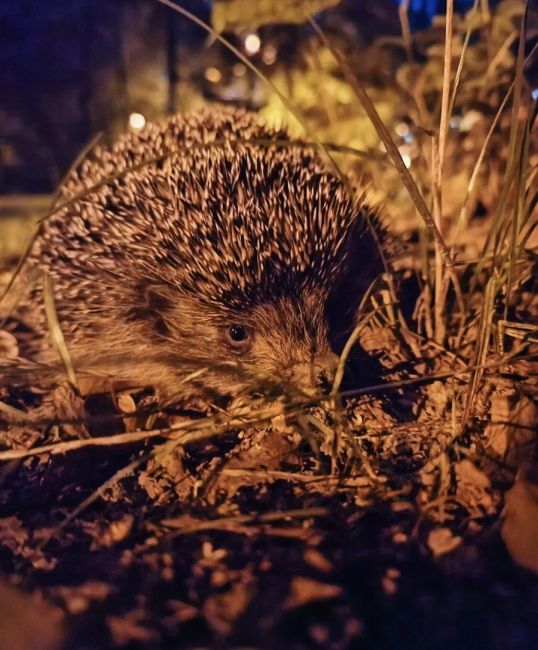 🦔 Врываемся в..