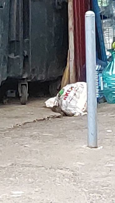 🐁Когда а администрации дойдут руки до крыс на Борисовка 16-18. И ТВ приезжало, и писали, и трубили и никакой..