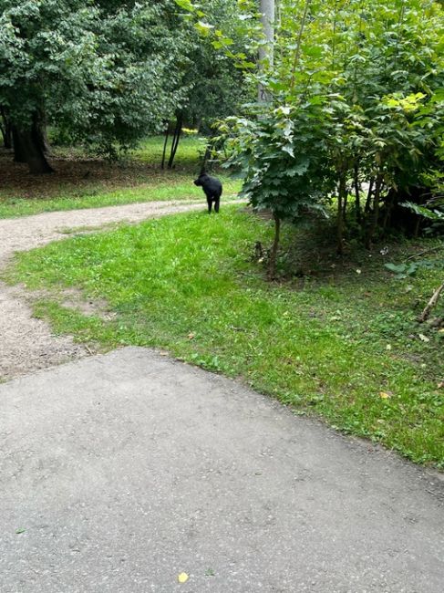 Бегает в больничном парке Костино вроде без ошейника, мальчик. Кто..