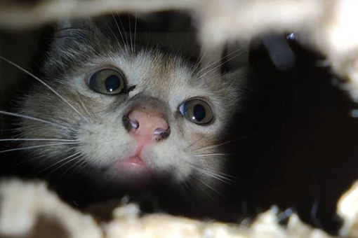 САМОЛЁТ С СЮРПРИЗОМ ИЗ БАЛАШИХИ 🐱
Чудесное спасение в новом памятнике - самолёте в Медведково. Там внутри..