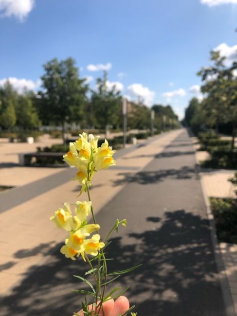 Сегодняшние залитые солнцем улицы Королёва и вовремя подобранный скошенный у ДК цветок..