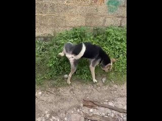 Думали, что самокаты зло😹, что закончится скоро сезон и все вздохнут легко. Неееет, ловите новую..