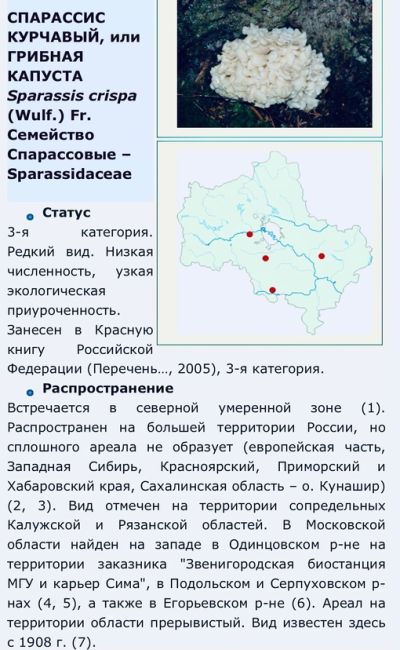 В Красной книге Московской области более двух десятков грибов.  Гриб, плодовое тело которого я держу в руке,..