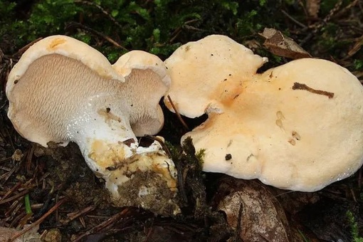 Жителям Подмосковья рассказали о самом недооцененном съедобном грибе 
В подмосковных лесах можно найти..