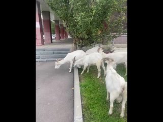 🐐 Знаменитые козы в Южном Бутово пируют кустиками в честь Дня..