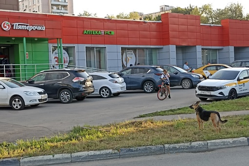 Видели собаку возле парковой 34. Бедолага не знает, что делать. Бегает, ищет хозяина. В 17 50 видели тут. Потом..