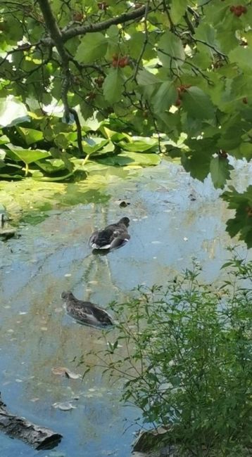 ГРЯЗНЫЙ ОЛЬГИНСКИЙ ПРУД 🦆 
В мкр. Железнодорожный в плохом состоянии Ольгинский пруд на ул. Первая. Плавают..