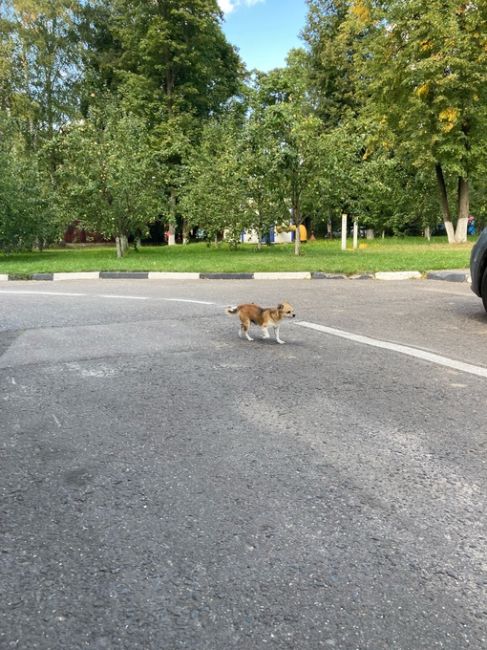 Бегает пёсик по территории МФТИ, видно..