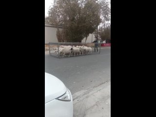 ПОЕЗДКА НА АВТОБУСЕ ПРЕВРАТИЛАСЬ В СТРАДАНИЯ 🚌 
👤 Злата 
По направлению к м. Щёлковская отменены половина..