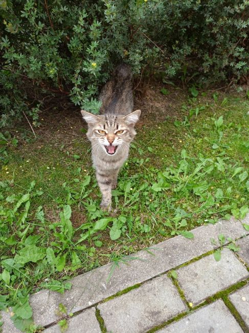 Внимание! Найдена кошка, новые Водники, 58 дом около озона. Очень ласковая, выглядит..