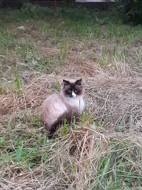 За домом номер 9 по ул Шилова второй день сидит кошечка,на одном и том же месте!!!Может убежала у..