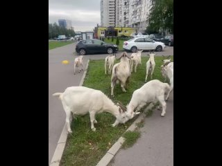 🐐 Знаменитые козы в Южном Бутово пируют кустиками в честь Дня..