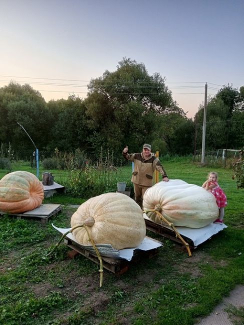 🎃 591 кг и 4,7 метров в окружности: фермер из Луховиц вырастил самую большую тыкву в стране 
💪 На..