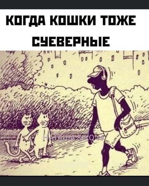 А вы верите в примету, когда кот переходит..