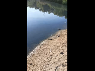 Пока администрация «с обеспокоенным видом» ждет проверки воды, рыба в пруду..