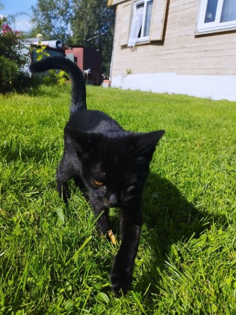 Помогите найти дом для котят!!!  В апреле в СНТ нашли беременную кошку, она 1 мая родила пять котят, все чёрные!..