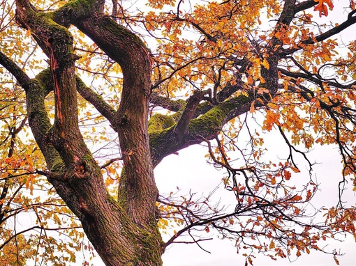 🍁Осенних листьев фейерверк 
📍Бисерово  📸Настя..