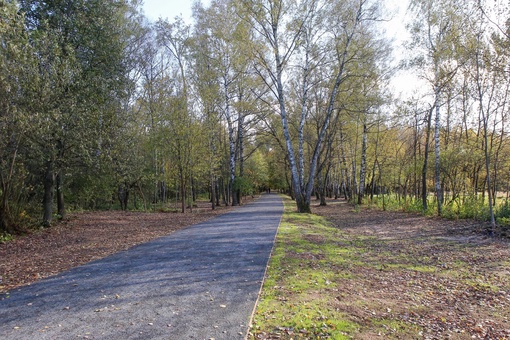 Были в Химкинском лесу? Там завершился первый этап благоустройства 🌳  Проложили более 4 км дорожек,..