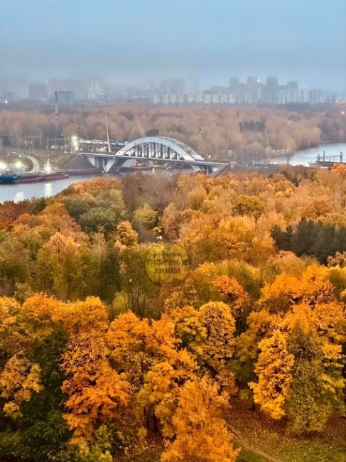 Золото осени в Химках..