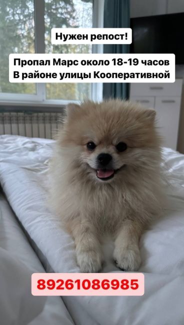 Пропала собака 🐶
Сегодня 26.10.23 в городе Жуковский в районе ул. Кооперативной, по кличке «Марс»
Если..