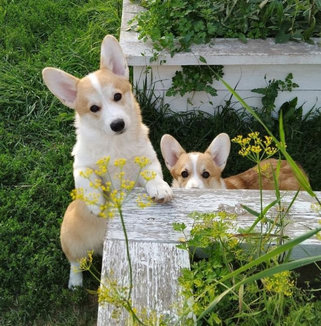 Щенки вельш-корги пемброк, 6 месяцев 🐶 
Клейменые, привитые по возрасту, от производителя из Италии,..