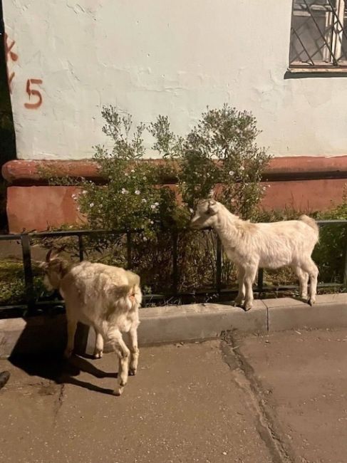 НЕОЖИДАННЫЕ ГОСТИ 🐐 
Поздно вечером встретили вот таких необычных гостей! Покормили и они побежали дальше..