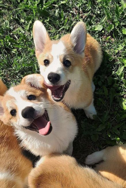 Щенки вельш-корги пемброк, 6 месяцев 🐶 
Клейменые, привитые по возрасту, от производителя из Италии,..