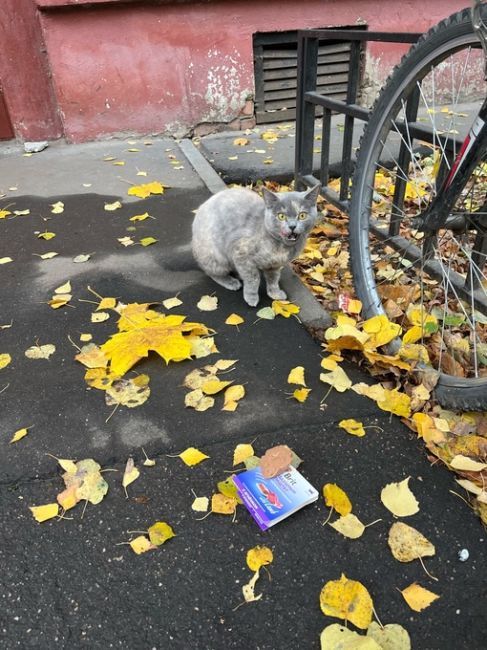 Здравствуйте 🤝 в Леонидовке во дворе ул Попова 19 бегает кошка , видно что потеряшка , очень боится улицы ! С..