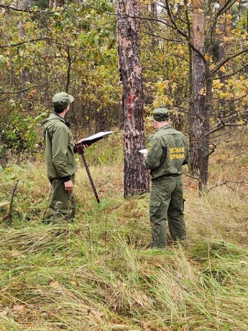 🌳 Аварийные деревья выявляют в лесах городского округа Коломна 
В городском округе Коломна провели..