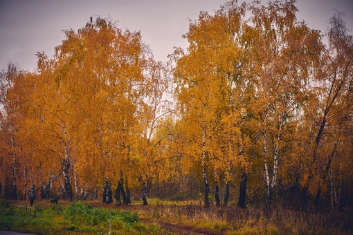 Уходящие краски осени 
📸Виктор..