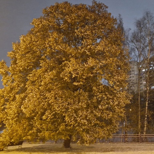 Зима в парке на молодежной 😍  📸..