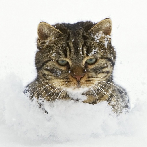 Высота снежного покрова к выходным может достигнуть до 10 сантиметров ❄️  По словам специалистов Метеобюро,..