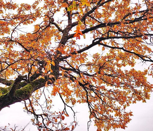 🍁Осенних листьев фейерверк 
📍Бисерово  📸Настя..