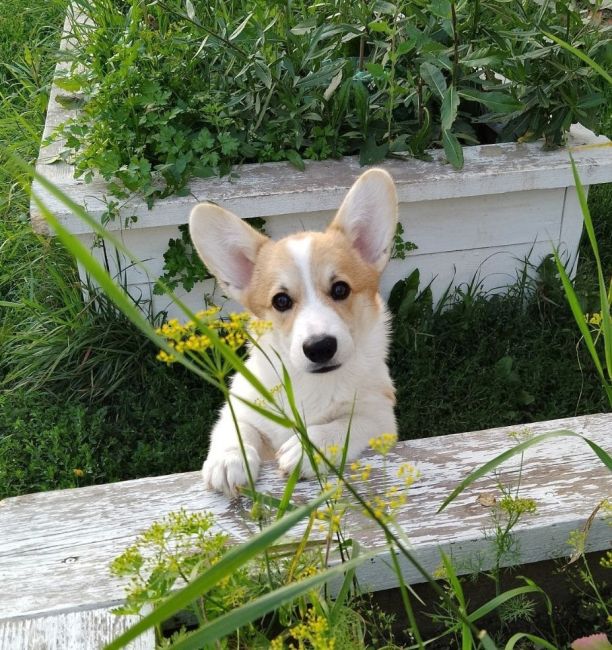 Щенки вельш-корги пемброк, 6 месяцев 🐶 
Клейменые, привитые по возрасту, от производителя из Италии,..