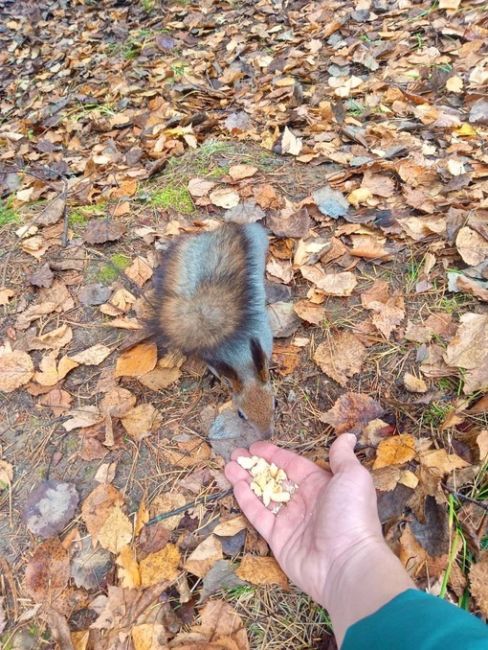 ПУШИСТЫЕ КРАСАВИЦЫ 🐿️
Наши белочки уже поменяли шубку на зимнюю 🤗 И вы, друзья, одевайтесь..