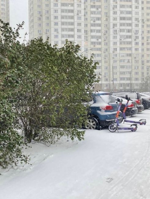 Всем утро доброе! Непривычно видеть зелень и снег..