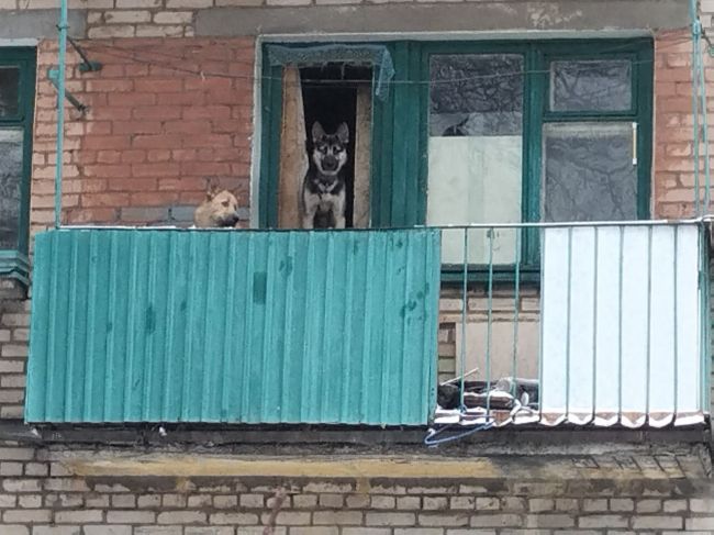 Добрый день. Пожалуйста анонимно. Помогите нам! Победы 9 корпус 1... Пять собак живут у женщины алкоголички,..