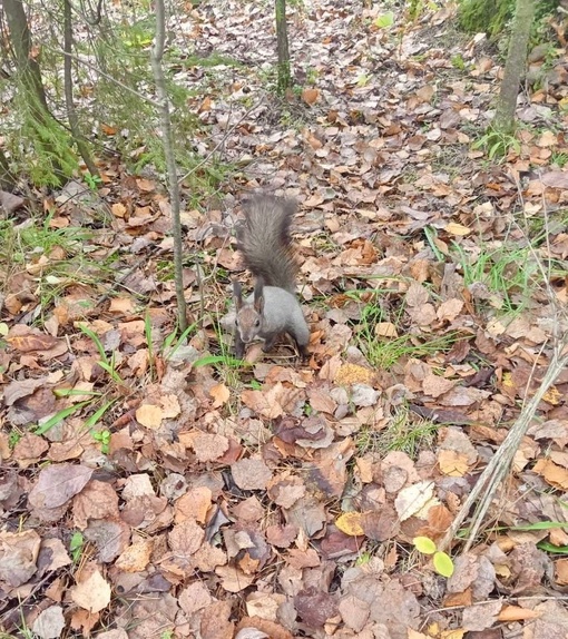 ПУШИСТЫЕ КРАСАВИЦЫ 🐿️
Наши белочки уже поменяли шубку на зимнюю 🤗 И вы, друзья, одевайтесь..