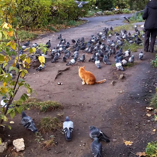 🦁 Нам не страшен... рыжий кот...