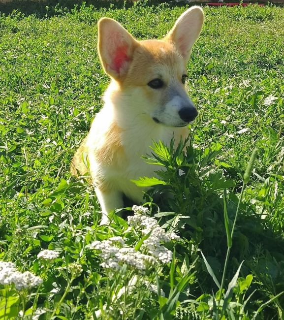 Щенки вельш-корги пемброк, 6 месяцев 🐶 
Клейменые, привитые по возрасту, от производителя из Италии,..