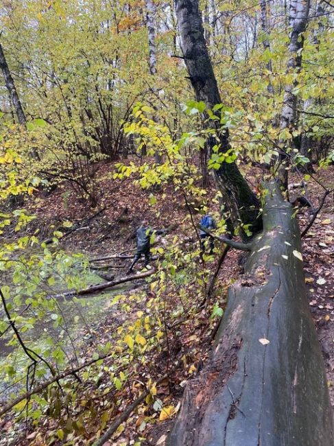 🌳Жители ЖК «Измайловский лес» из Балашихи заботятся о природе и устраивают субботники. 
Они установили..