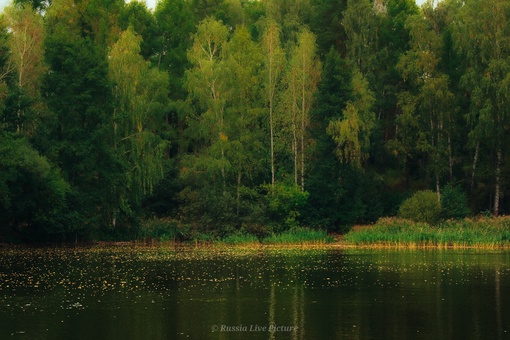 Кучинский лесопарк 
📸Вячеслав..