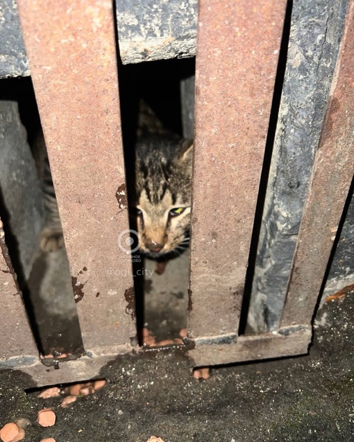 В подвале дома на Красногорском шоссе замуровали кошек 😔  Об этом сообщила подписчица «Типичное..